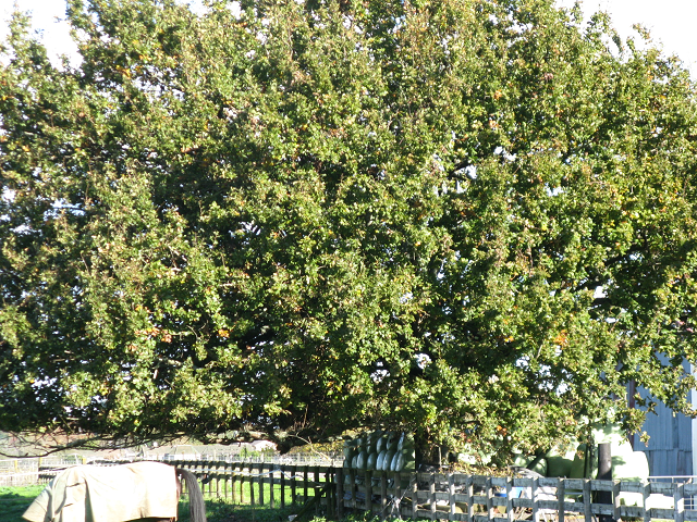 Foxglove tree- Cambridge Tree Trust